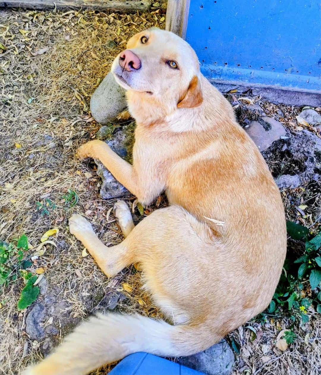 Es una perrita rubia con pechito blanco, mestiza con algo de labrador, pero sus orejitas son más cortas. Está esterilizada y tiene vacuna antirrábica.