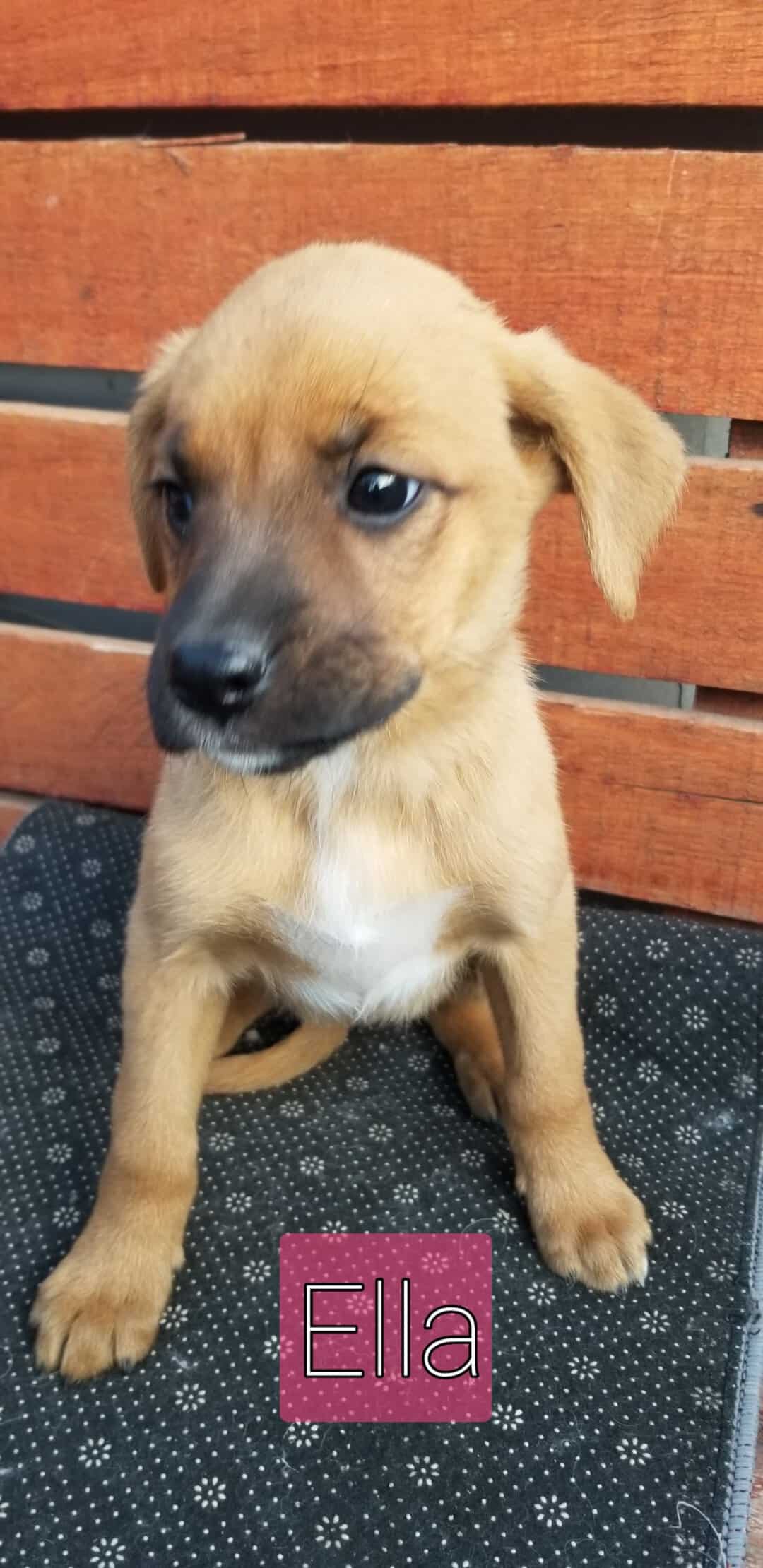 Mila es una cachorrita hija de mamá boxer, pelito corto y castaño claro, además una bella trompita negra. 