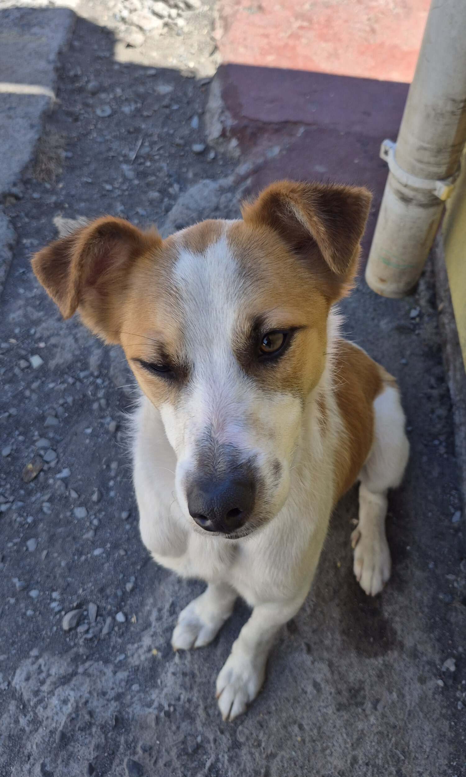 Milo es un perro blanco con manchas cafés por gran parte de su cuerpo. Es de tamaño pequeño-mediano, ideal para departamento.