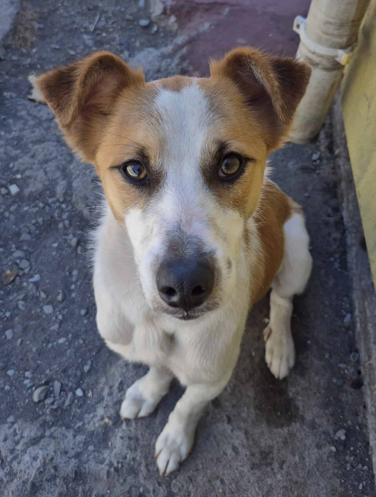 Milo es un perro blanco con manchas cafés por gran parte de su cuerpo. Es de tamaño pequeño-mediano, ideal para departamento.
