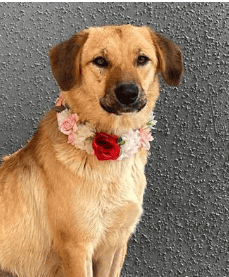Soy una jovencita de casi 1 año de vida. Ya estoy vacunada, esterilizada y con chip.​​​​​​​
