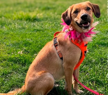Soy una perrita con casi 2 años de vida. Ya estoy vacunada, esterilizada y con chip.​​​​​​​