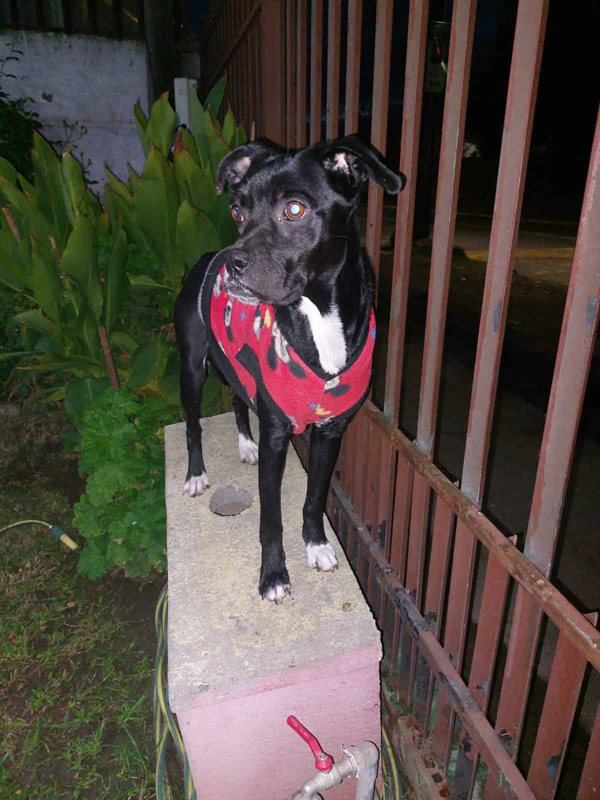 Es una perrita de pelo corto, color negro azabache con manchas blancas en su pecho y 4 patitas. Se cree que es mestiza de Boxer, pesa alrededor de 12 Kg, es mediana a chica y no crecerá más.