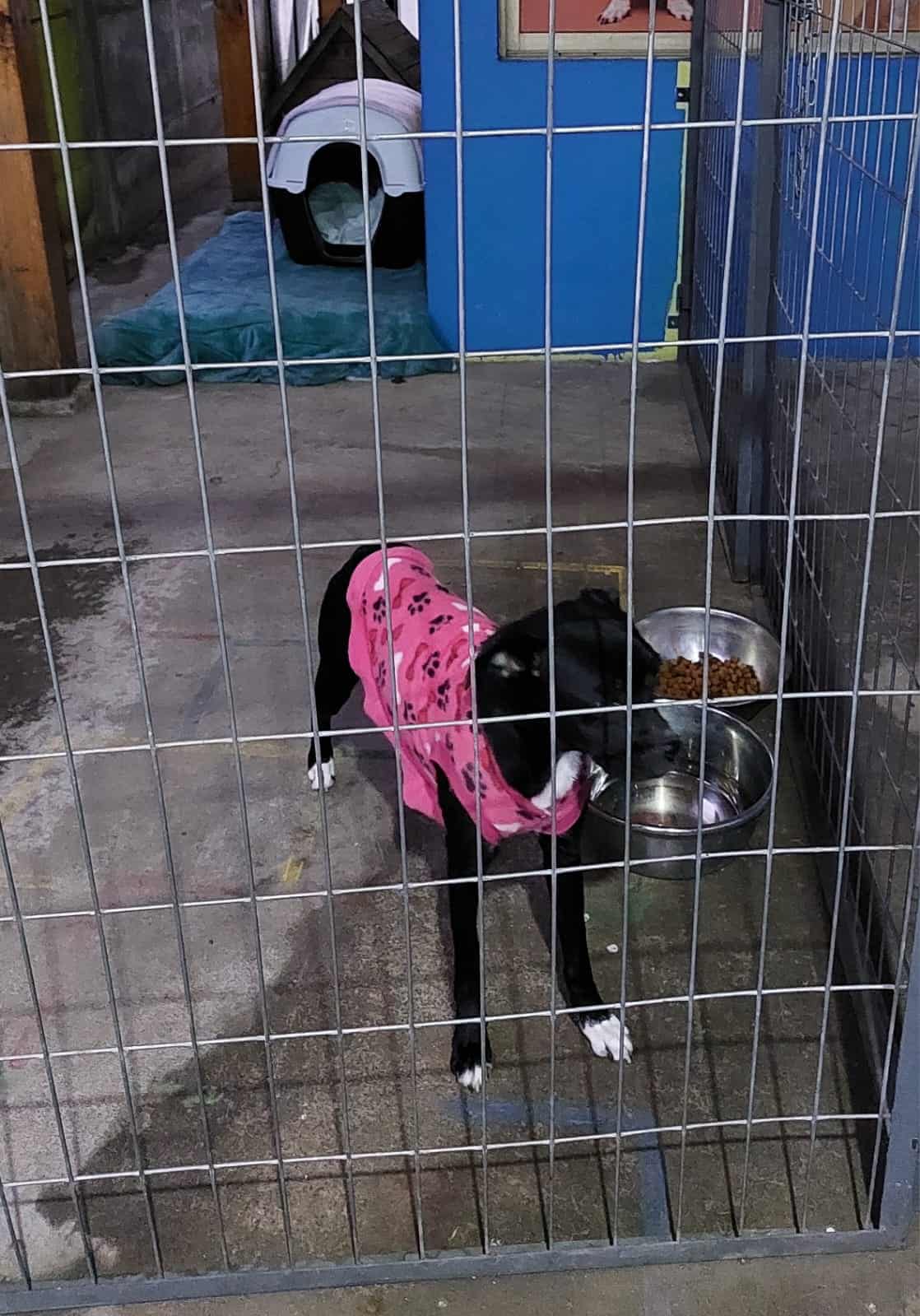 Es una perrita de pelo corto, color negro azabache con manchas blancas en su pecho y 4 patitas. Se cree que es mestiza de Boxer, pesa alrededor de 12 Kg, es mediana a chica y no crecerá más.