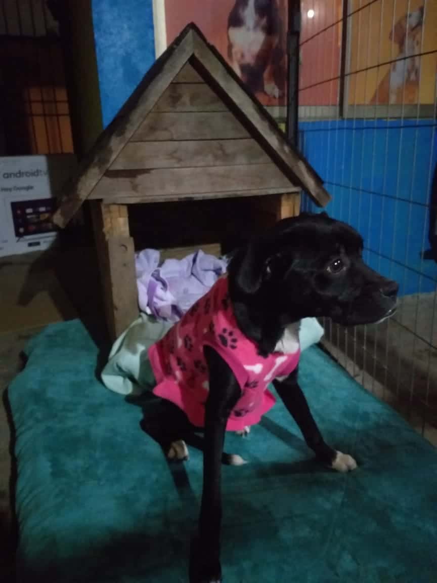 Es una perrita de pelo corto, color negro azabache con manchas blancas en su pecho y 4 patitas. Se cree que es mestiza de Boxer, pesa alrededor de 12 Kg, es mediana a chica y no crecerá más.