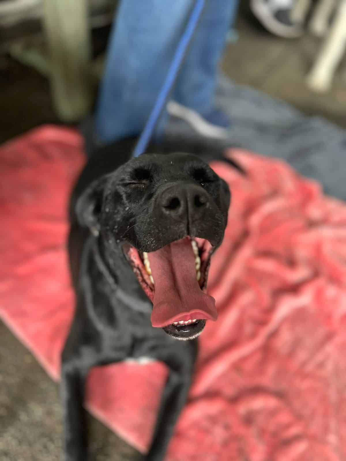 Tamaño mediano, negra con un pelaje sedoso y brillante, color azabache. Rasgos pitbull, mestiza.