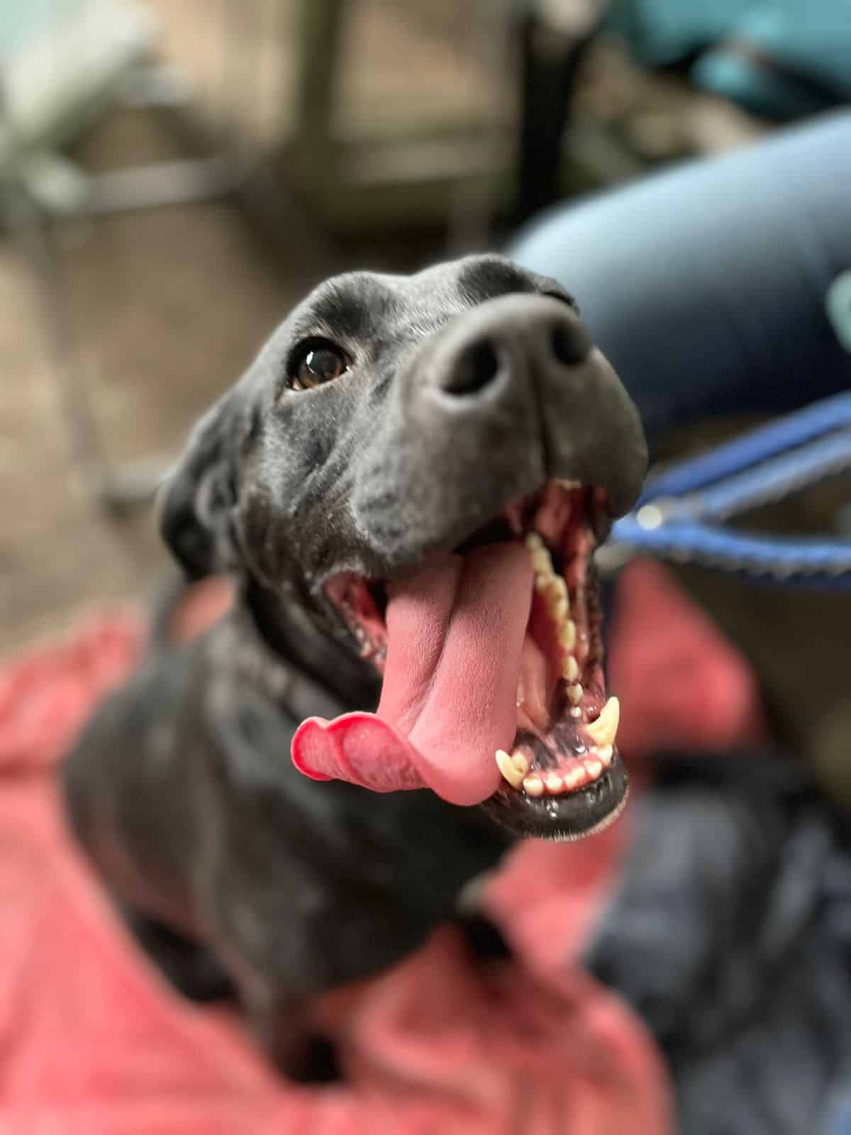 Tamaño mediano, negra con un pelaje sedoso y brillante, color azabache. Rasgos pitbull, mestiza.