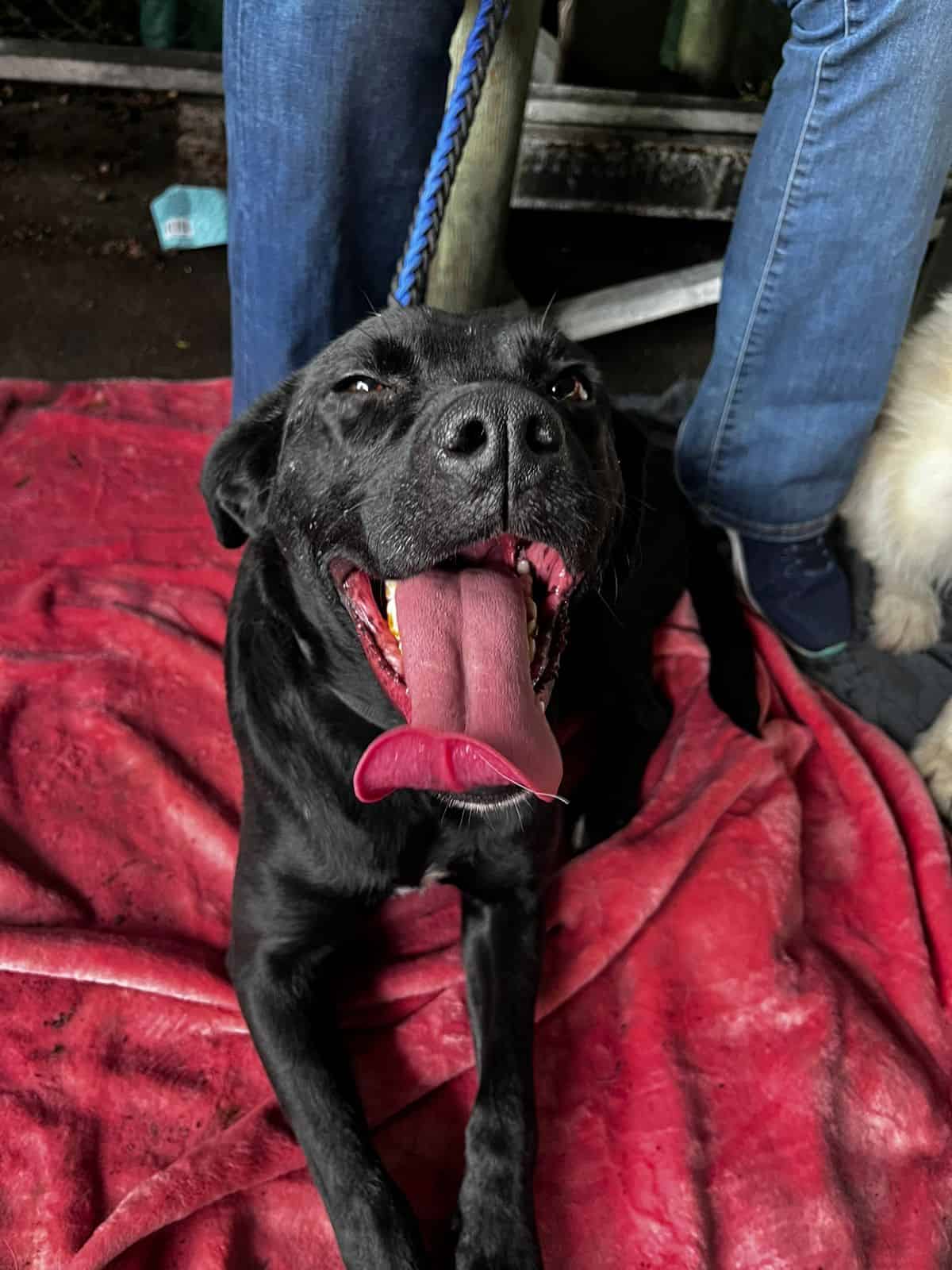 Tamaño mediano, negra con un pelaje sedoso y brillante, color azabache. Rasgos pitbull, mestiza.