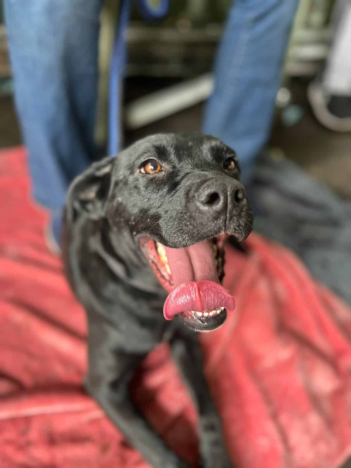 Tamaño mediano, negra con un pelaje sedoso y brillante, color azabache. Rasgos pitbull, mestiza.