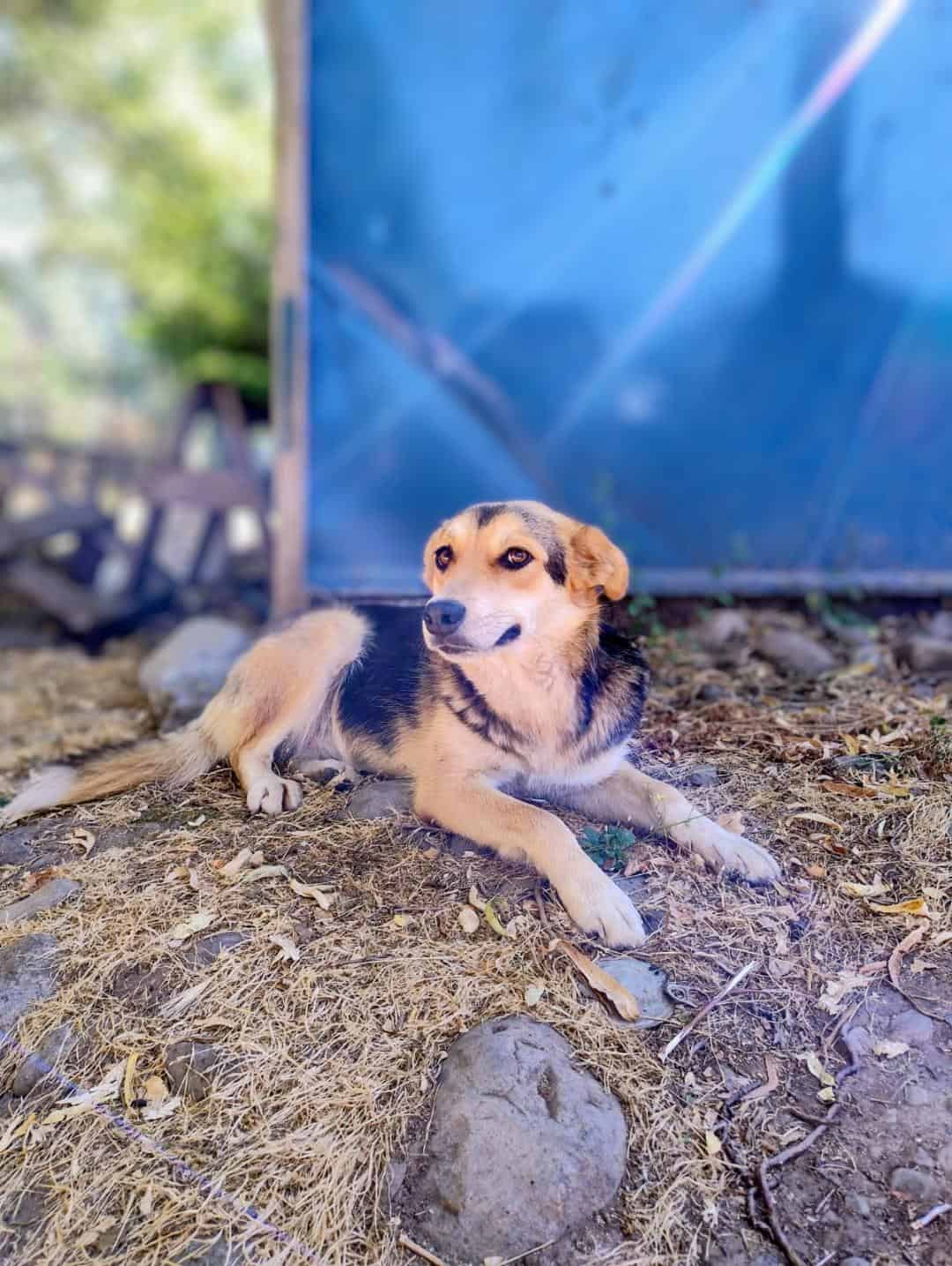 Está esterilizada, vacunada con antirrábica y desparacitada.