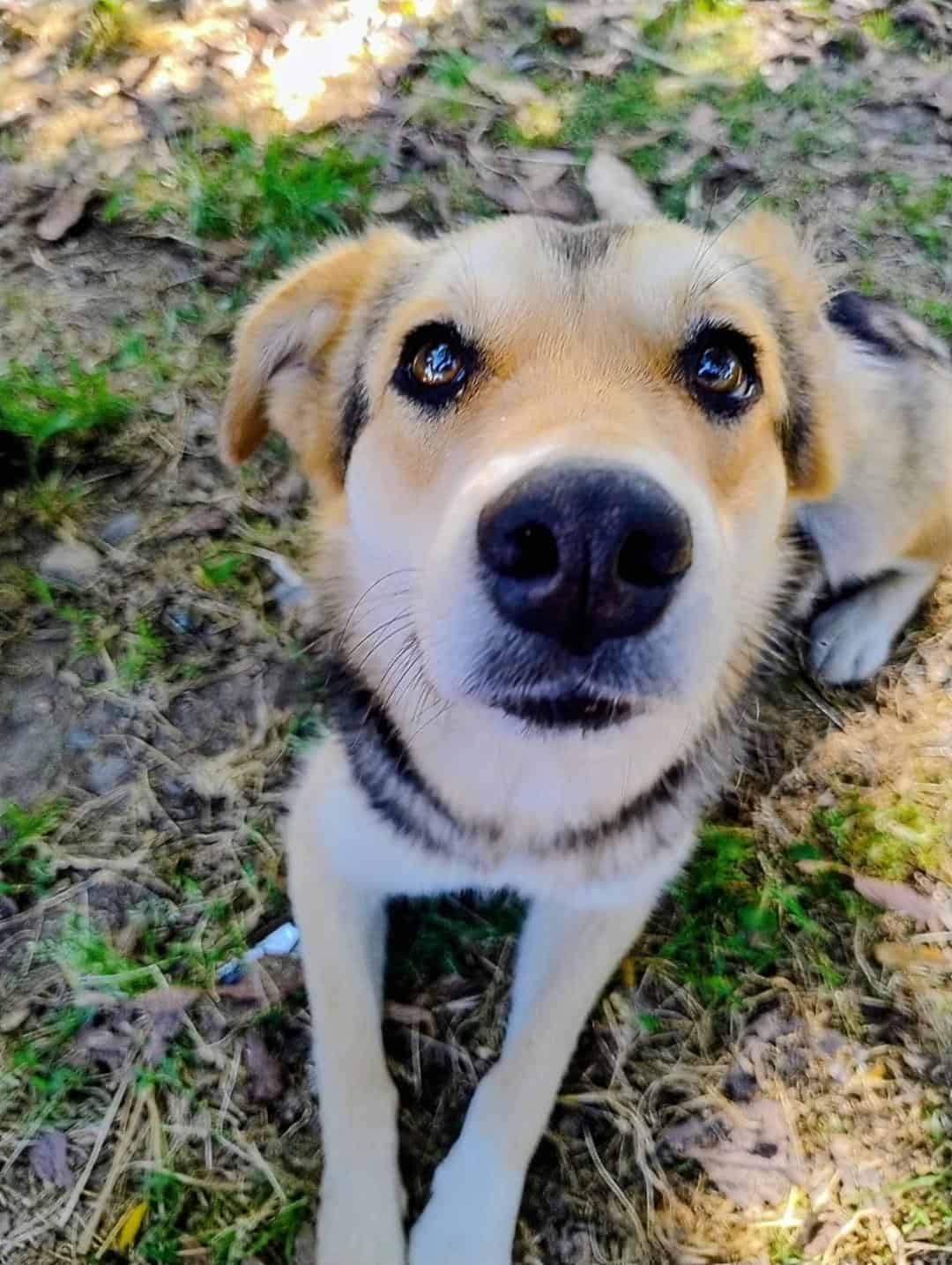 Está esterilizada, vacunada con antirrábica y desparacitada.