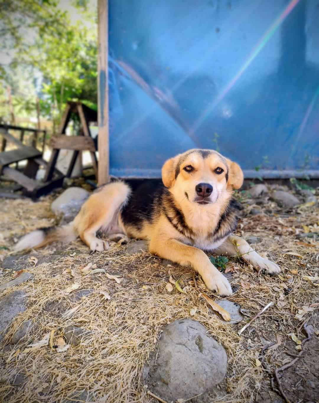 Está esterilizada, vacunada con antirrábica y desparacitada.