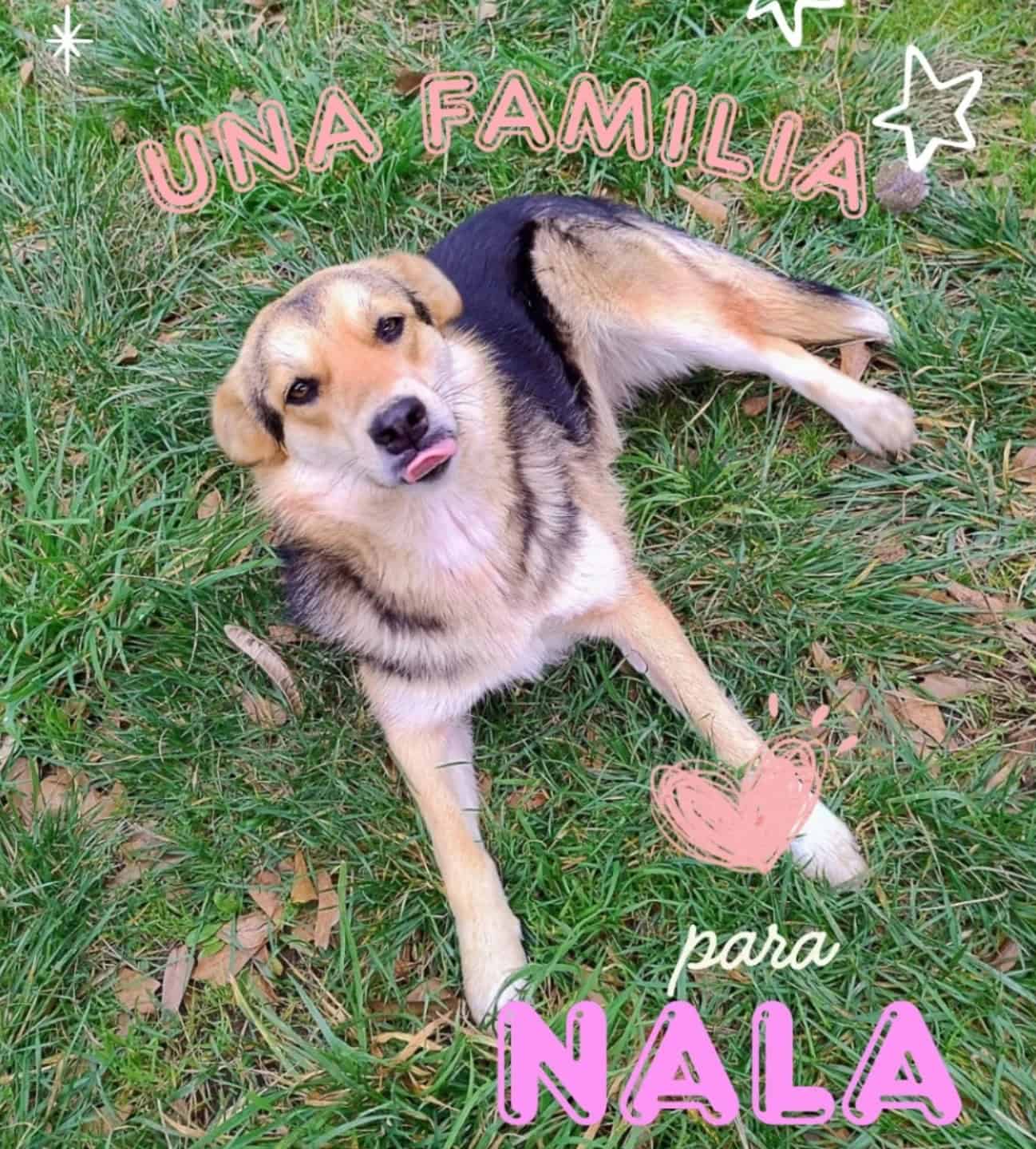 Está esterilizada, vacunada con antirrábica y desparacitada.