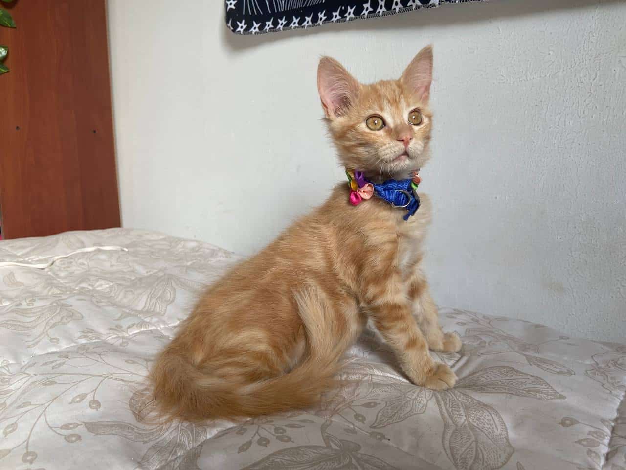 Soy una gatita de color naranja.