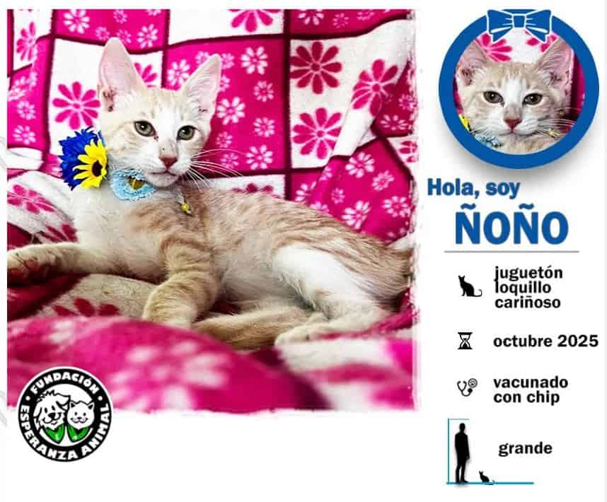 Soy un bebito con 6 meses recién cumplido. Ya estoy vacunado, castrado y con chip.