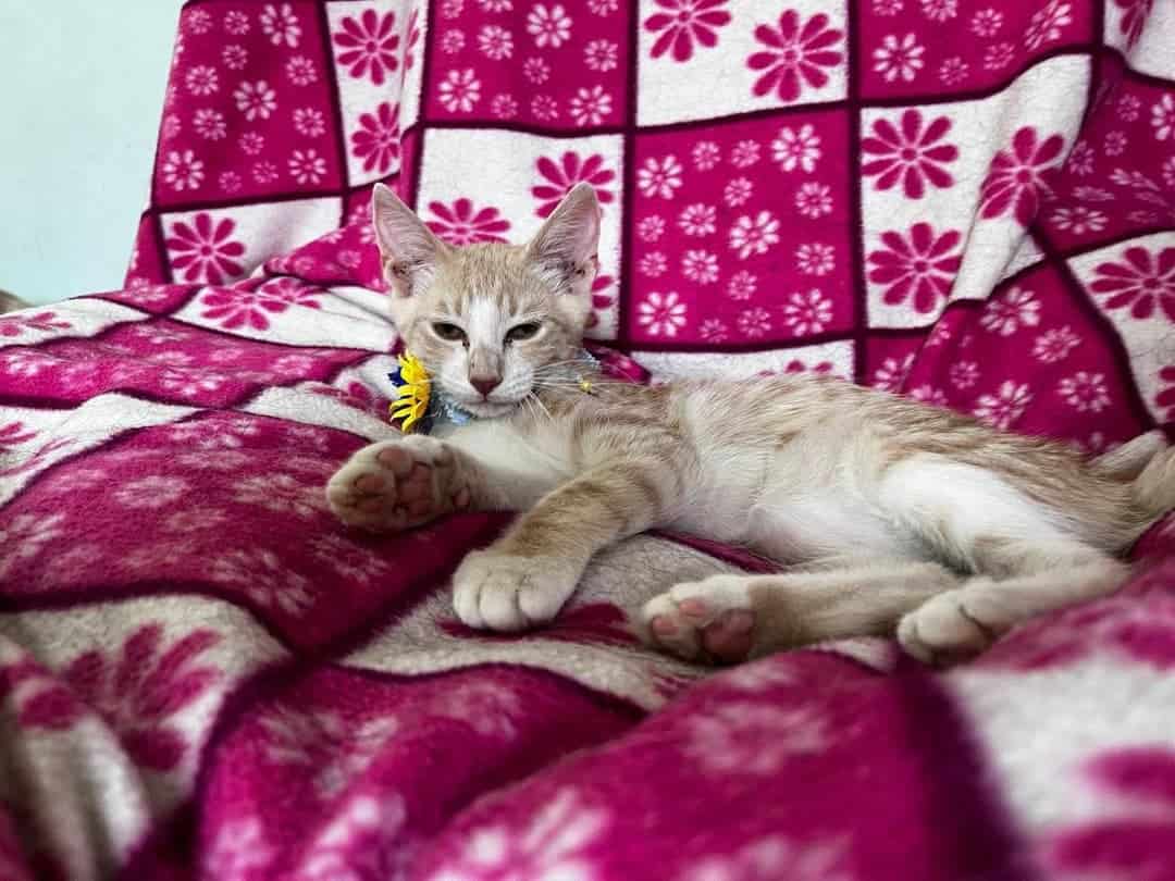 Soy un bebito con 6 meses recién cumplido. Ya estoy vacunado, castrado y con chip.