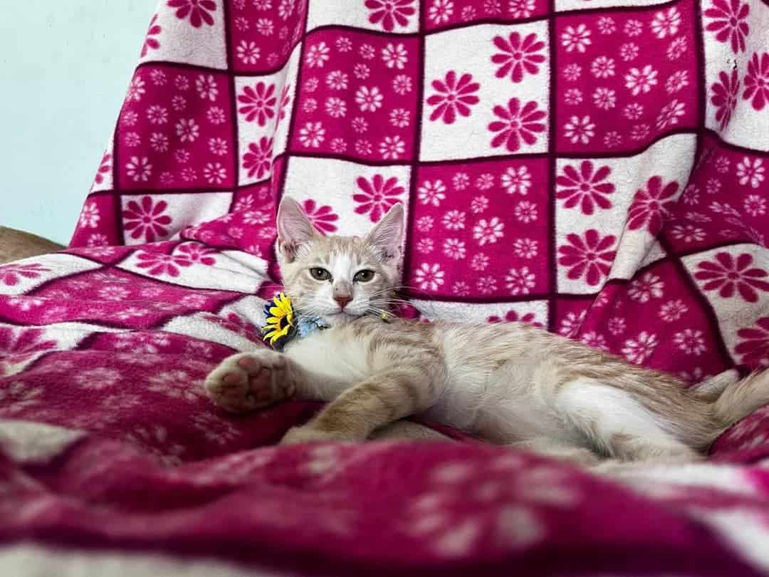 Soy un bebito con 6 meses recién cumplido. Ya estoy vacunado, castrado y con chip.
