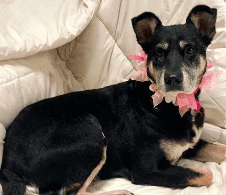 Soy una perrita de aprox 4 años de vida. Estoy  vacunada, esterilizada y con chip.