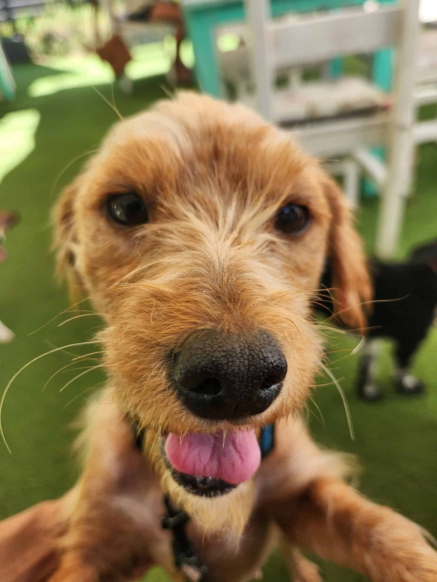 Panelita tiene el pelo lasio largo de diferentes tonalidades de marrón, más clara la trompa y frente. Tiene patas largas, orejas y ojos pequeños. Su peso normal deben ser unos 11 kg.