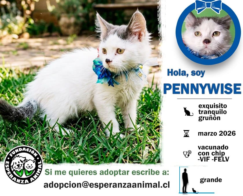 Soy un gatito con casi 4 meses de vida. Ya estoy vacunado y con chip
