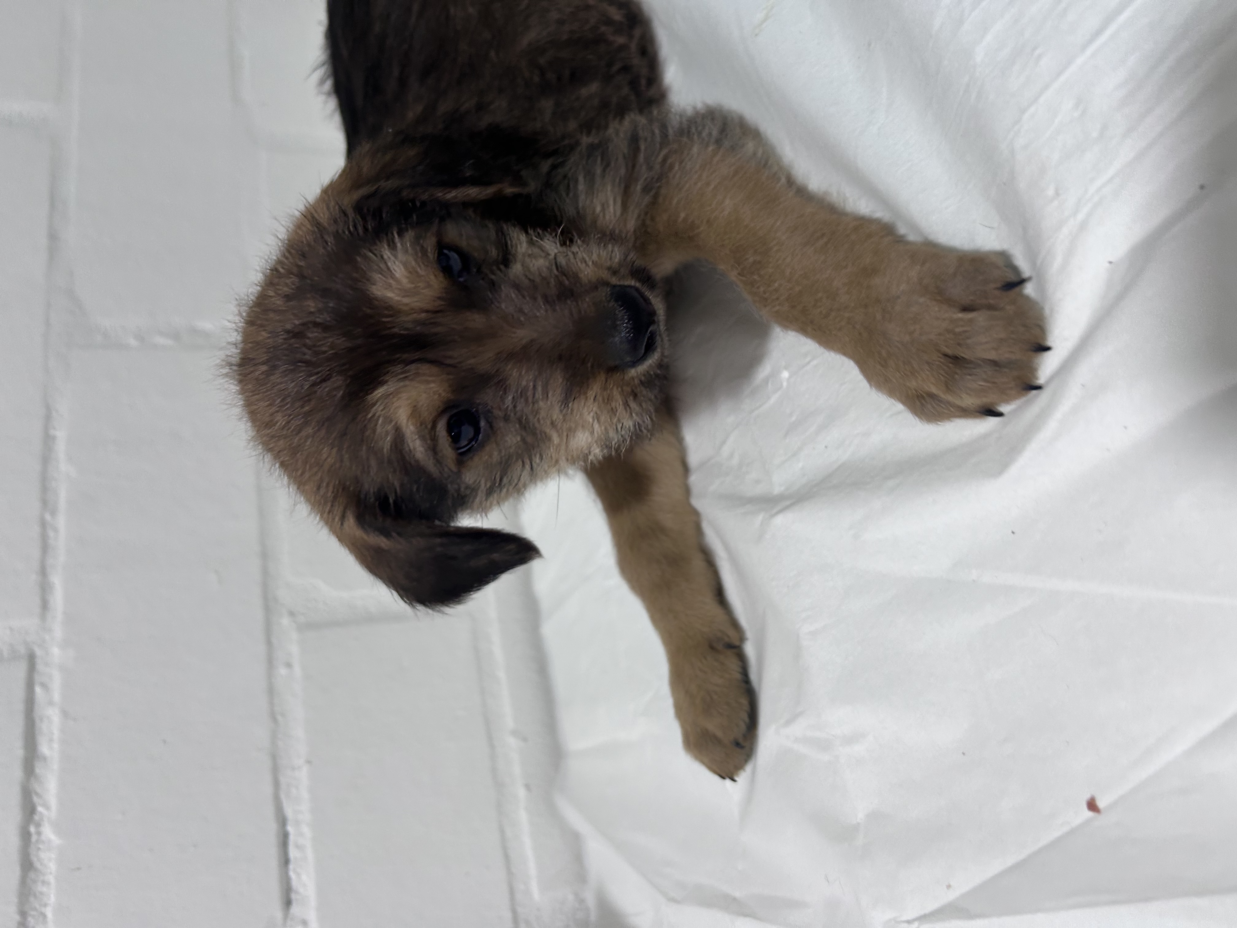 Perrito nació el 8 de mayo, tiene su primera vacuna y desparasitación al día, tiene pelo café y marrón. 