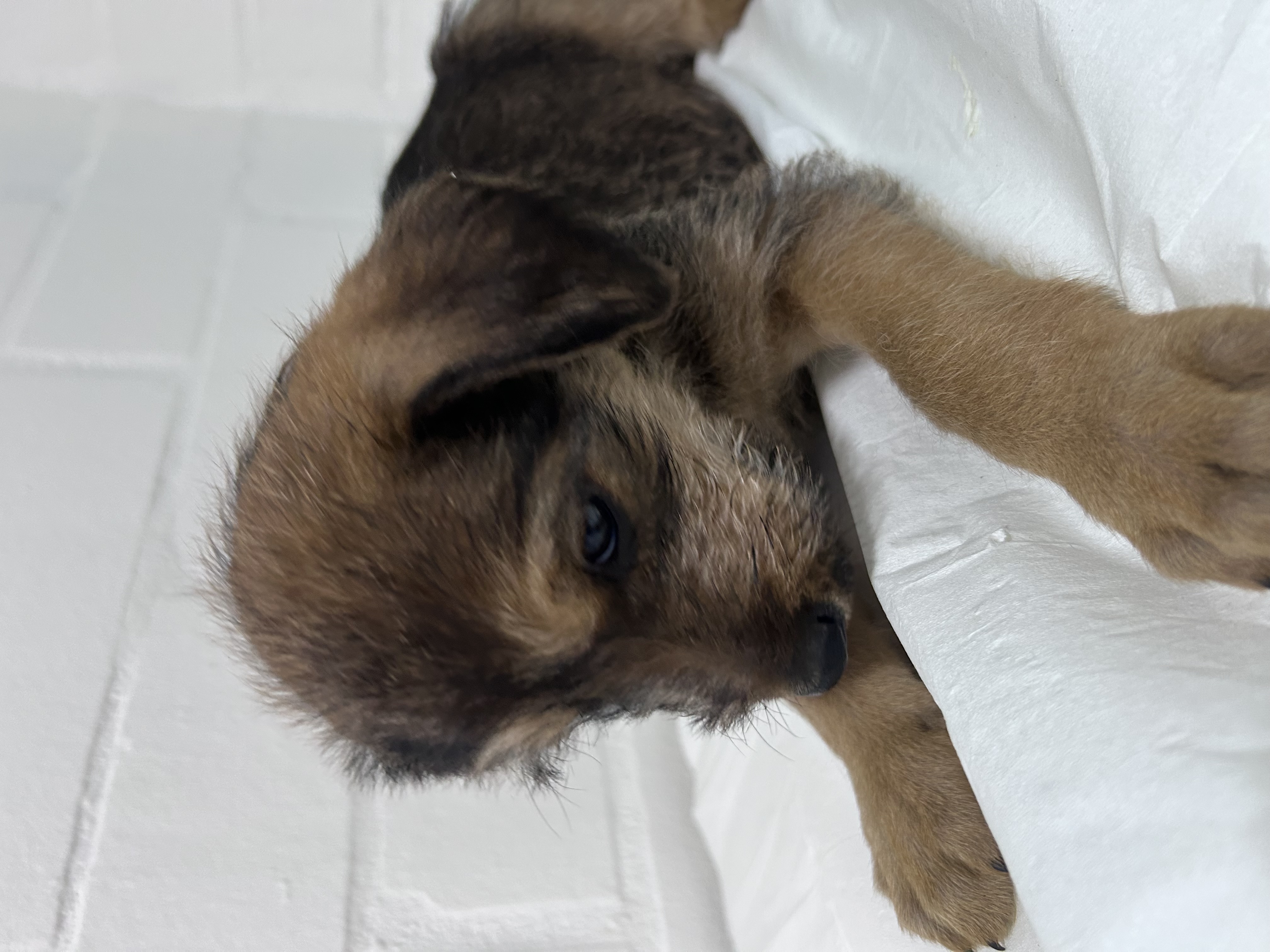 Perrito nació el 8 de mayo, tiene su primera vacuna y desparasitación al día, tiene pelo café y marrón. 