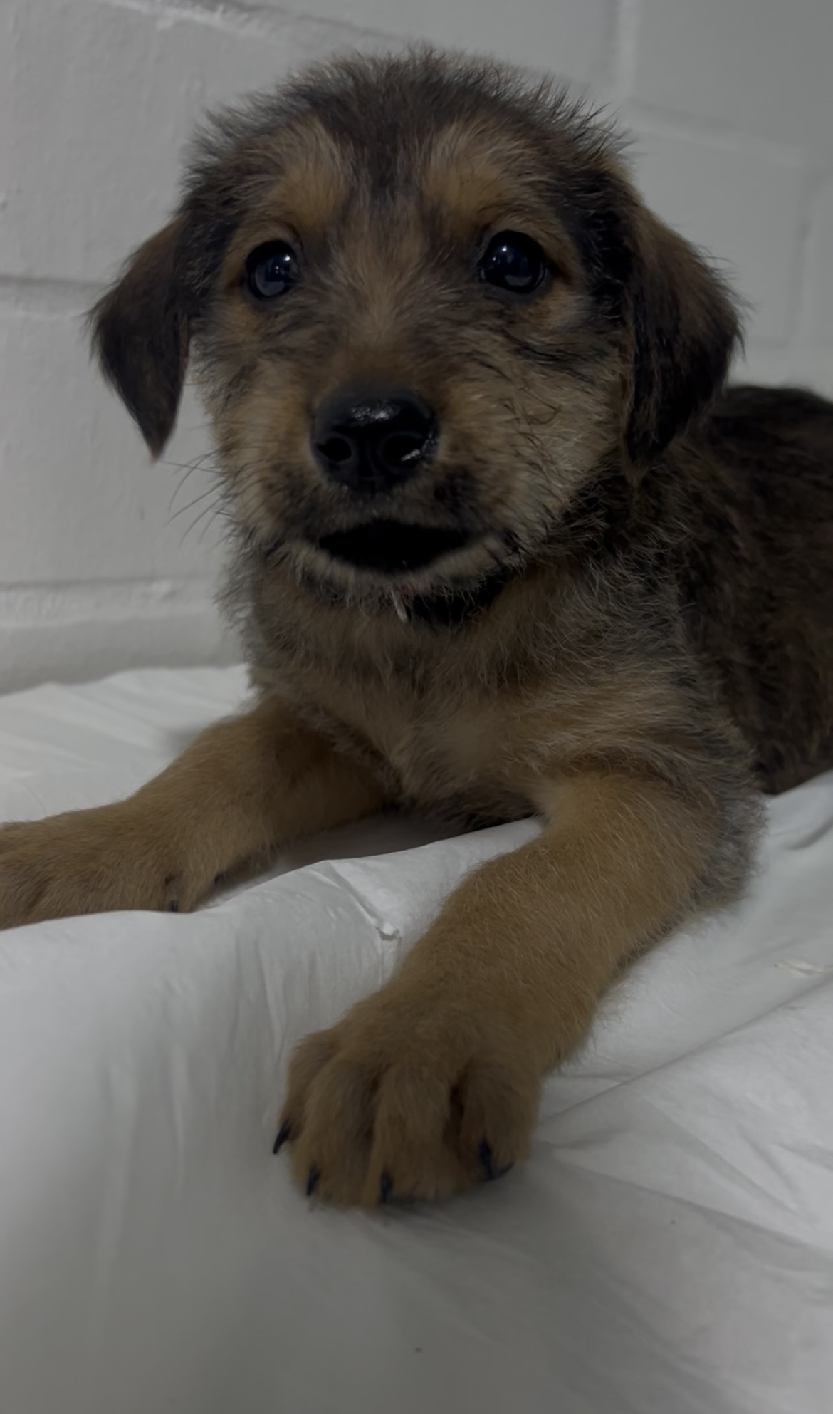 Perrito nació el 8 de mayo, tiene su primera vacuna y desparasitación al día, tiene pelo café y marrón. 