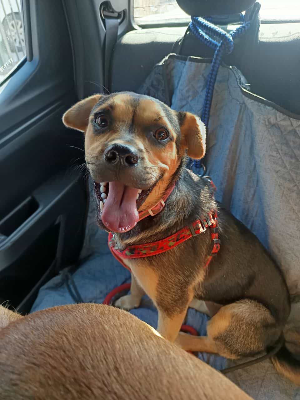 Soy una cachorrita de aprox 10 meses de  vida. Ya estoy vacunada, esterilizada y con chip.​​​​​​​

