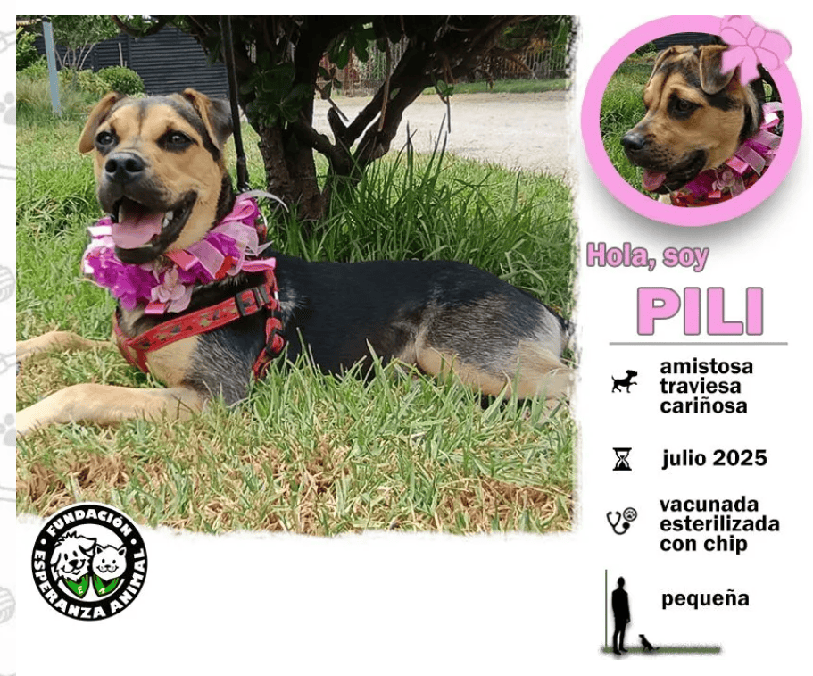 Soy una cachorrita de aprox 10 meses de  vida. Ya estoy vacunada, esterilizada y con chip.​​​​​​​

