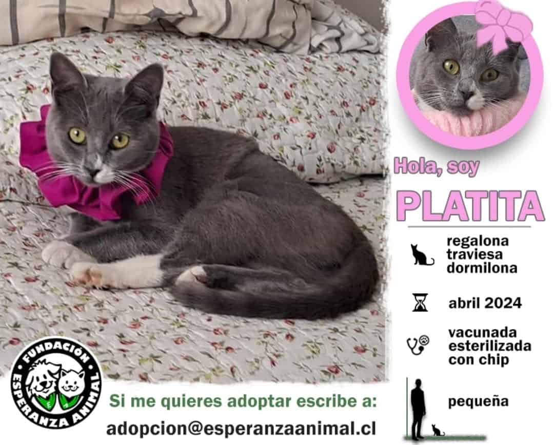 Soy una gatita color plata, con "botitas" blancas en mis patitas delanteras y traseras.  