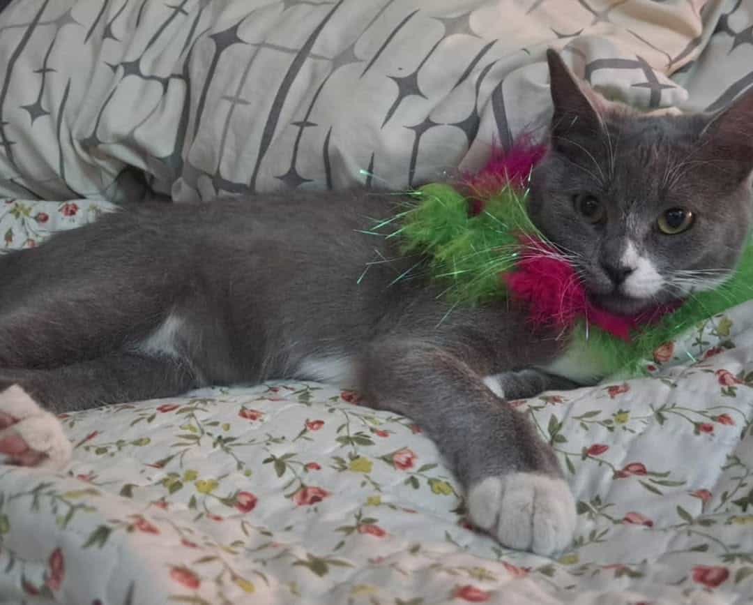 Soy una gatita color plata, con "botitas" blancas en mis patitas delanteras y traseras.  