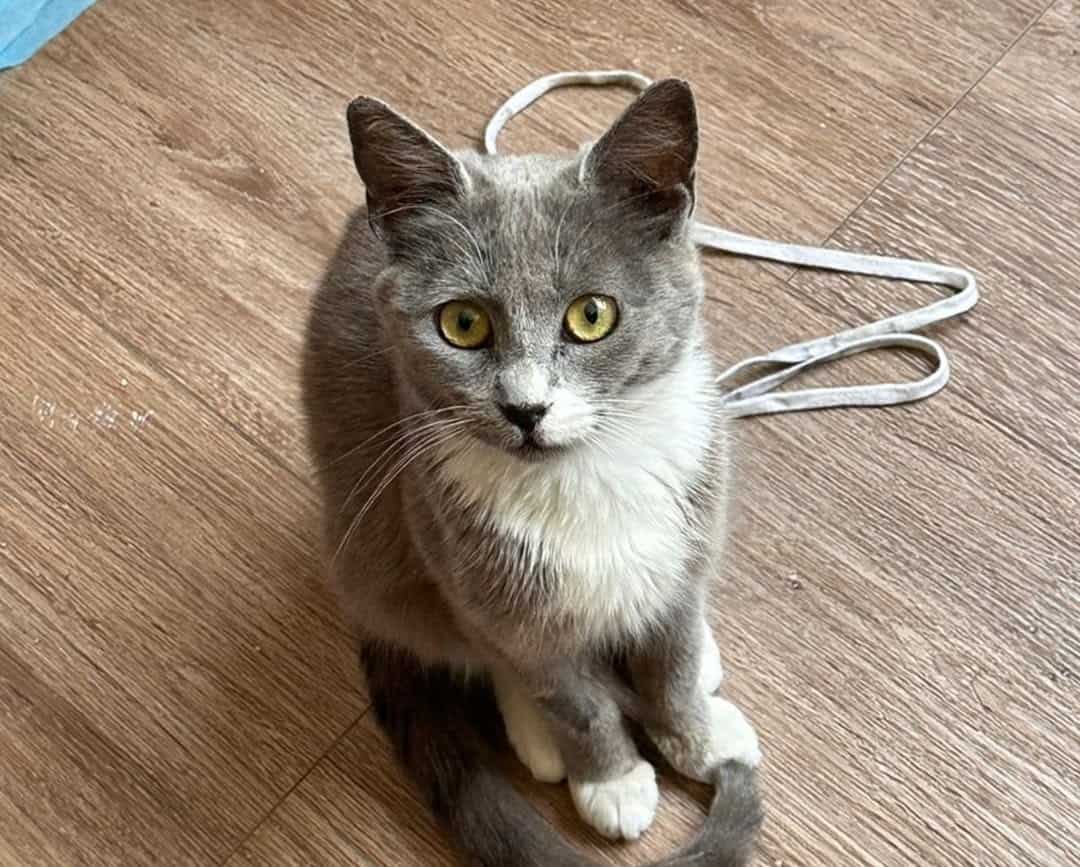 Soy una gatita color plata, con "botitas" blancas en mis patitas delanteras y traseras.  