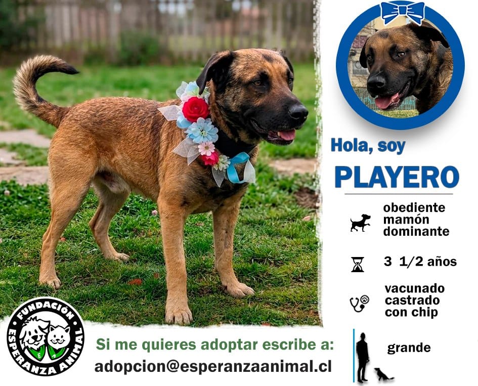 Soy un perrito con menos de 4 años de vida. Ya estoy esterilizado, vacunado y con chip.​​​​​​​