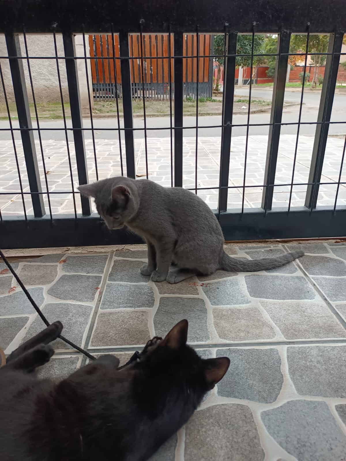 Pomito, es un gatito gris (de ahí su apodo) con ojitos amarillos