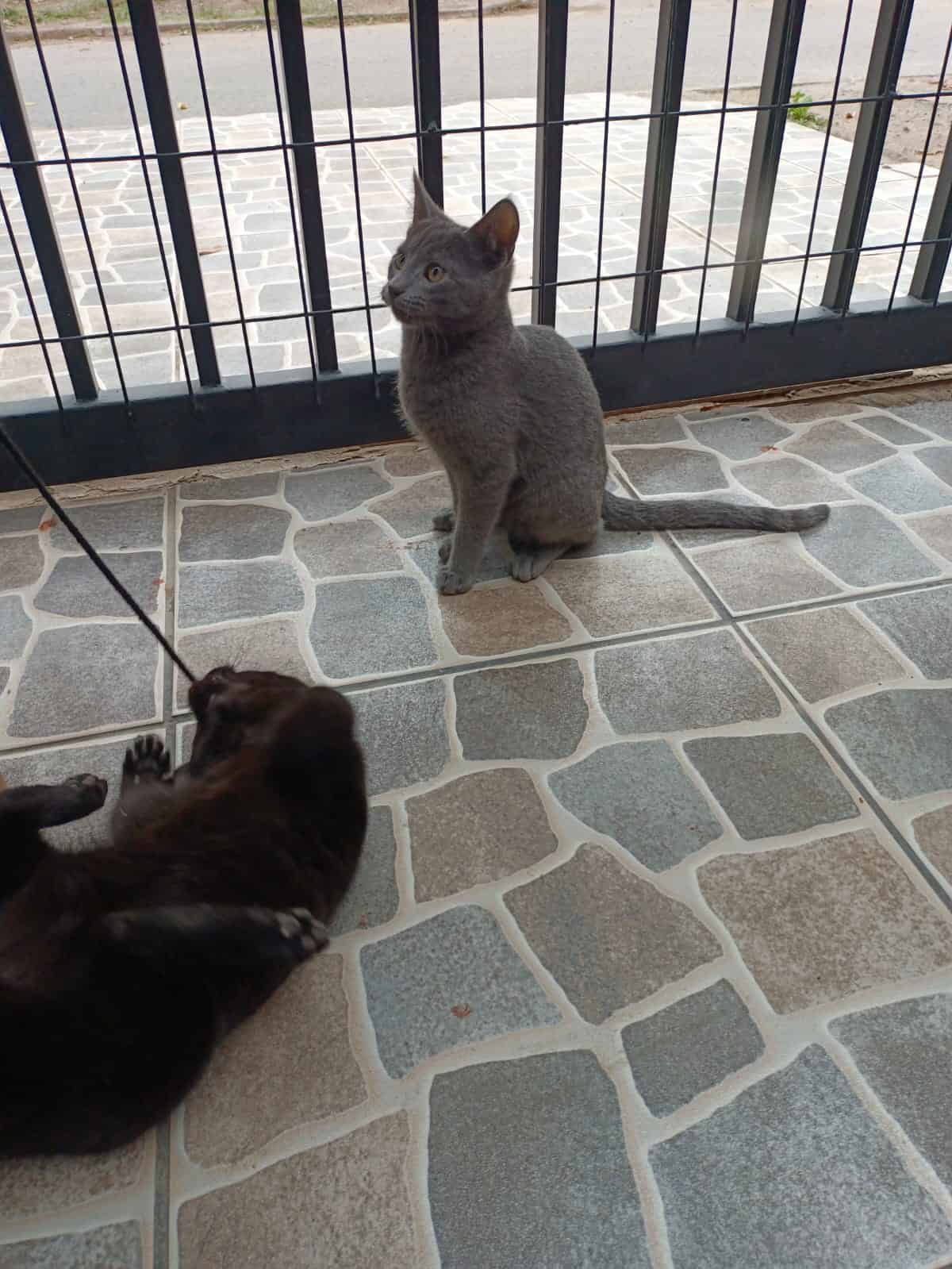 Pomito, es un gatito gris (de ahí su apodo) con ojitos amarillos