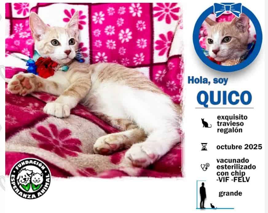 Soy un bebito con 5 meses recién cumplido. Ya estoy vacunado, con chip y prontamente me esterilizan