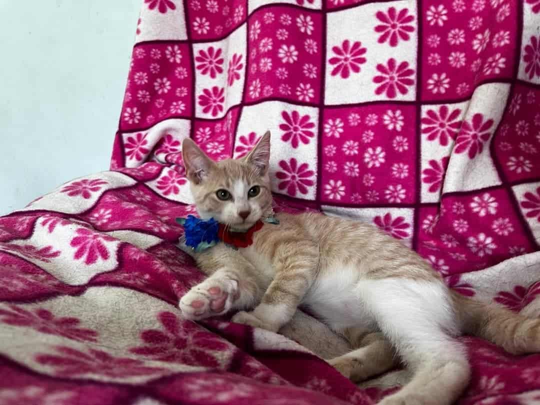 Soy un bebito con 5 meses recién cumplido. Ya estoy vacunado, con chip y prontamente me esterilizan