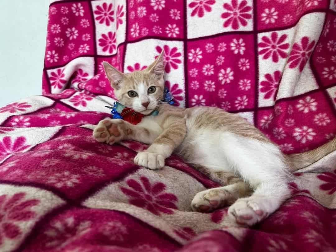 Soy un bebito con 5 meses recién cumplido. Ya estoy vacunado, con chip y prontamente me esterilizan