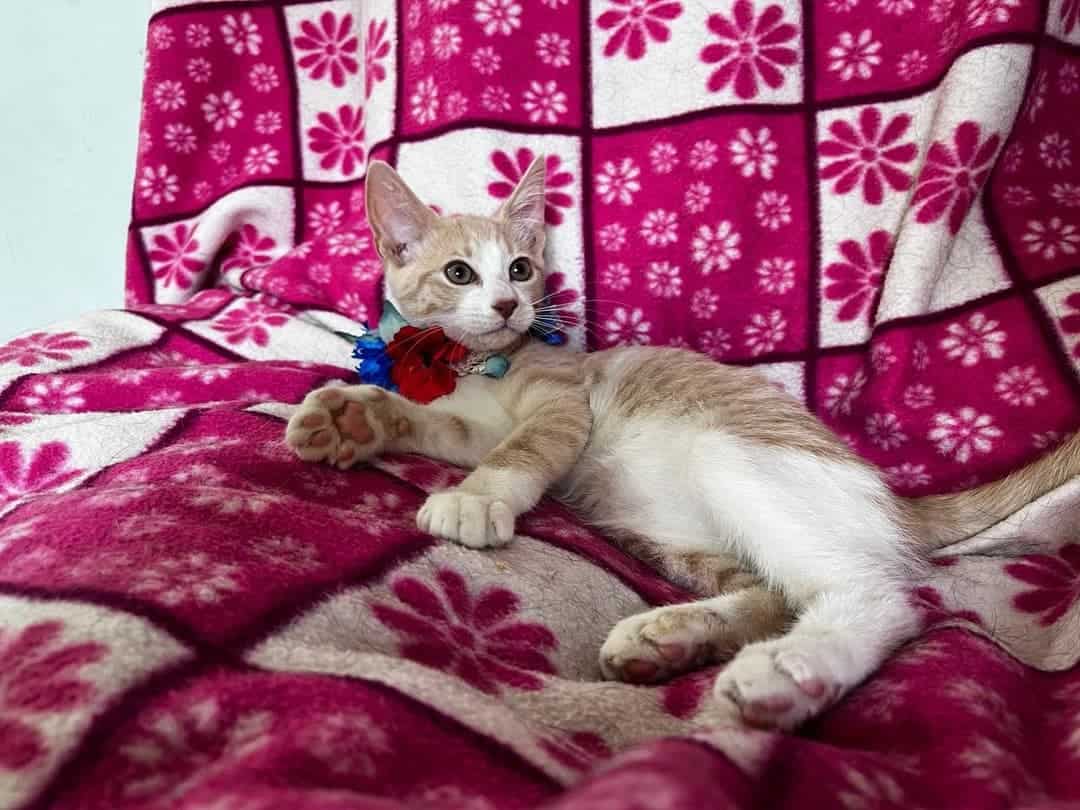 Soy un bebito con 5 meses recién cumplido. Ya estoy vacunado, con chip y prontamente me esterilizan