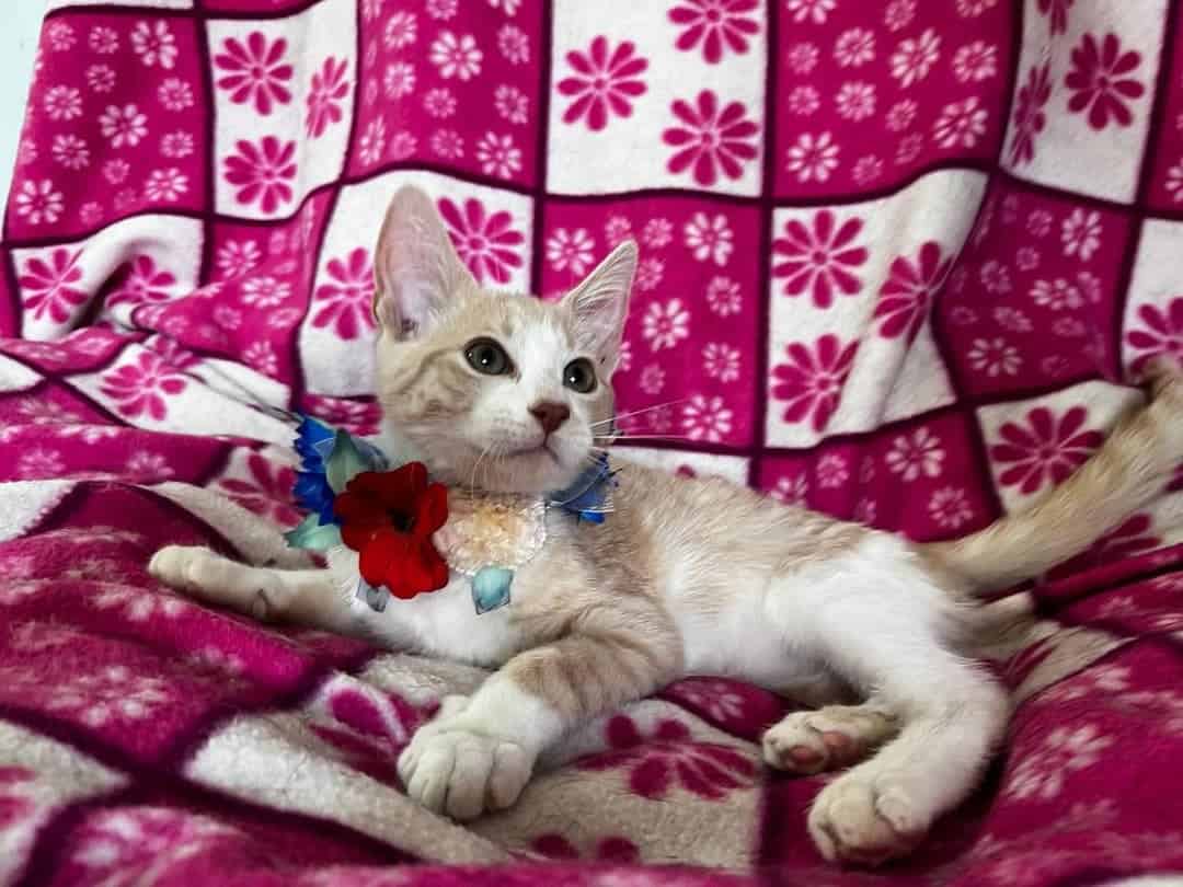 Soy un bebito con 5 meses recién cumplido. Ya estoy vacunado, con chip y prontamente me esterilizan