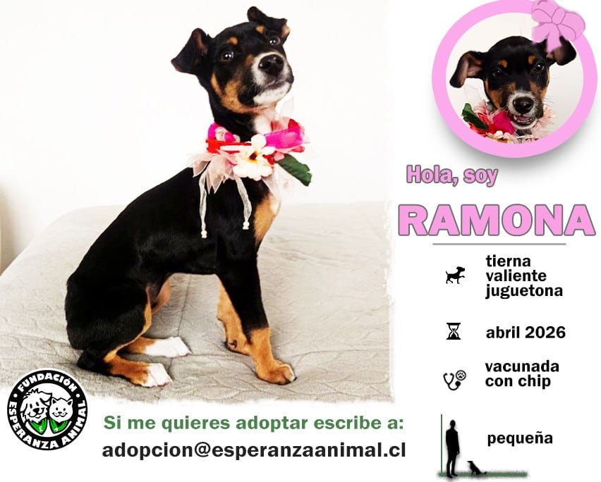Soy una bebita con 3 meses de  vida. Ya estoy vacunada y con chip