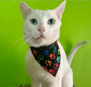 Soy un gatito con un poco más de 3 años. Ya estoy castrado, vacunado y con chip

