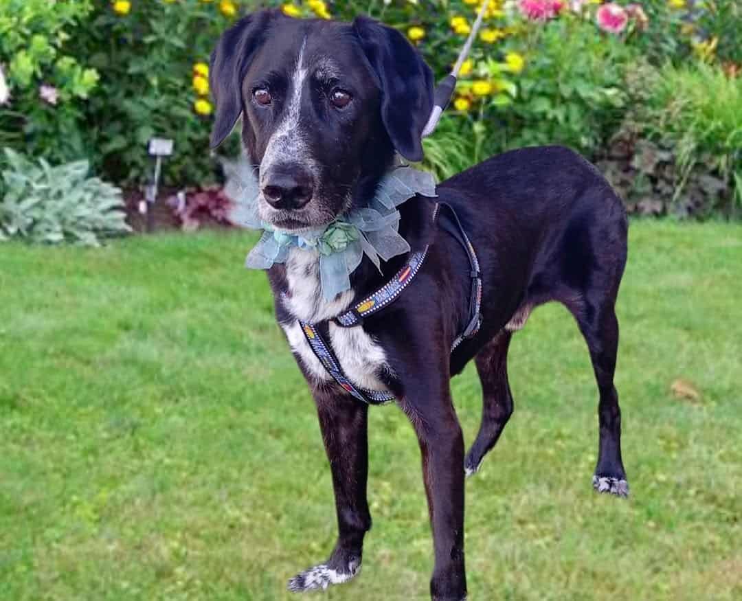 Pelaje negro con el pecho blanco y manchitas negras en el. También tiene "calcetines" blancos en sus patitas. 