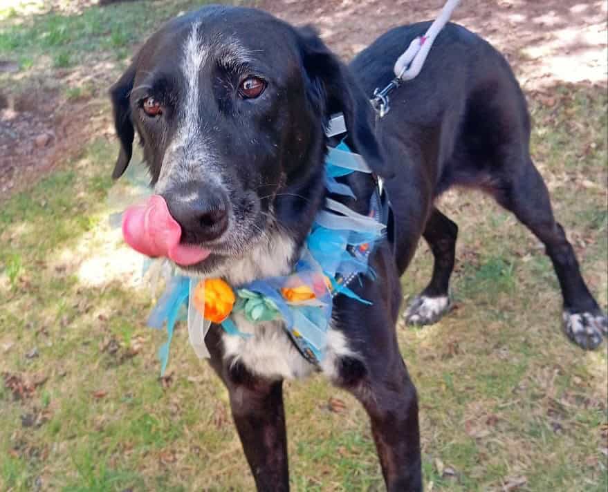 Pelaje negro con el pecho blanco y manchitas negras en el. También tiene "calcetines" blancos en sus patitas. 