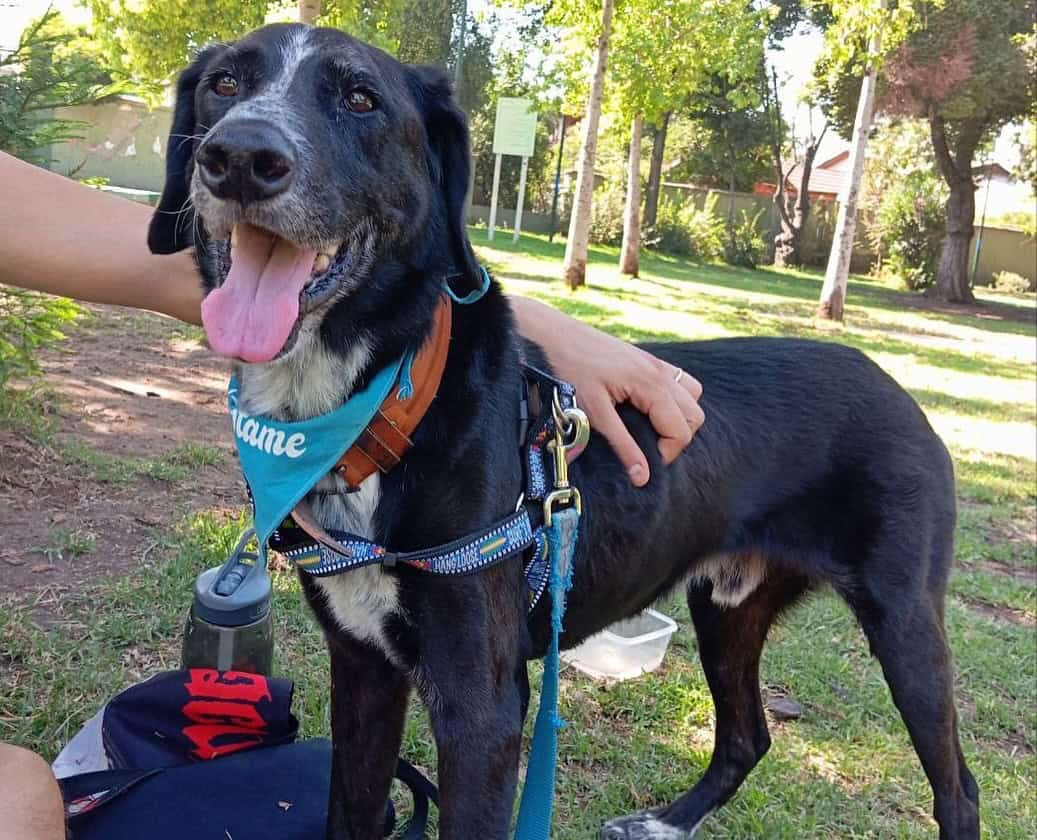 Pelaje negro con el pecho blanco y manchitas negras en el. También tiene "calcetines" blancos en sus patitas. 