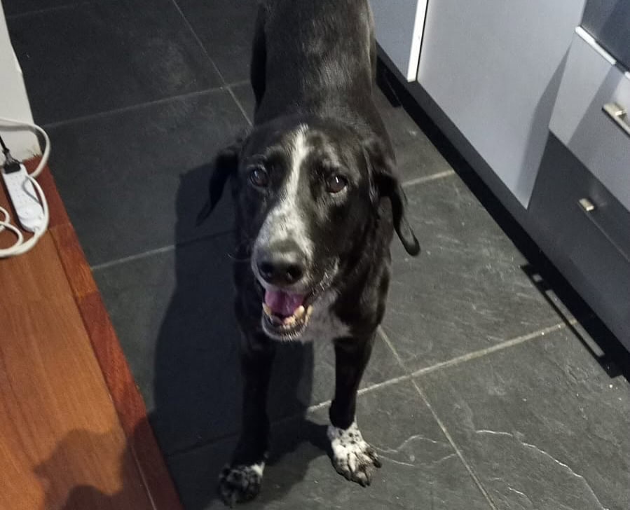 Pelaje negro con el pecho blanco y manchitas negras en el. También tiene "calcetines" blancos en sus patitas. 