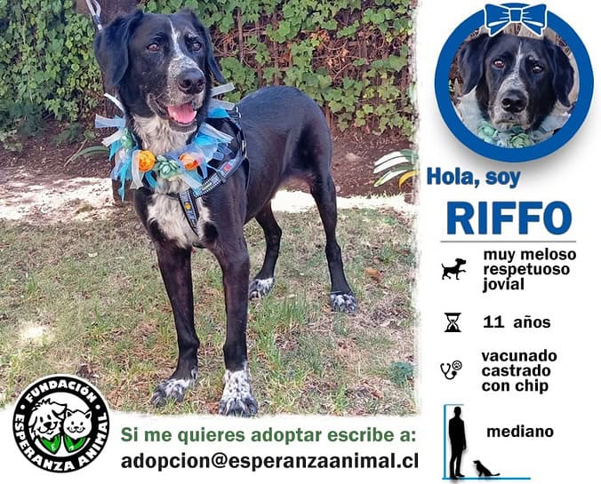 Pelaje negro con el pecho blanco y manchitas negras en el. También tiene "calcetines" blancos en sus patitas. 