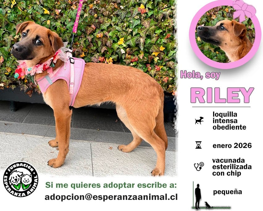 Soy una bebita con 6 meses de vida. Estoy vacunada, esterilizada y con chip