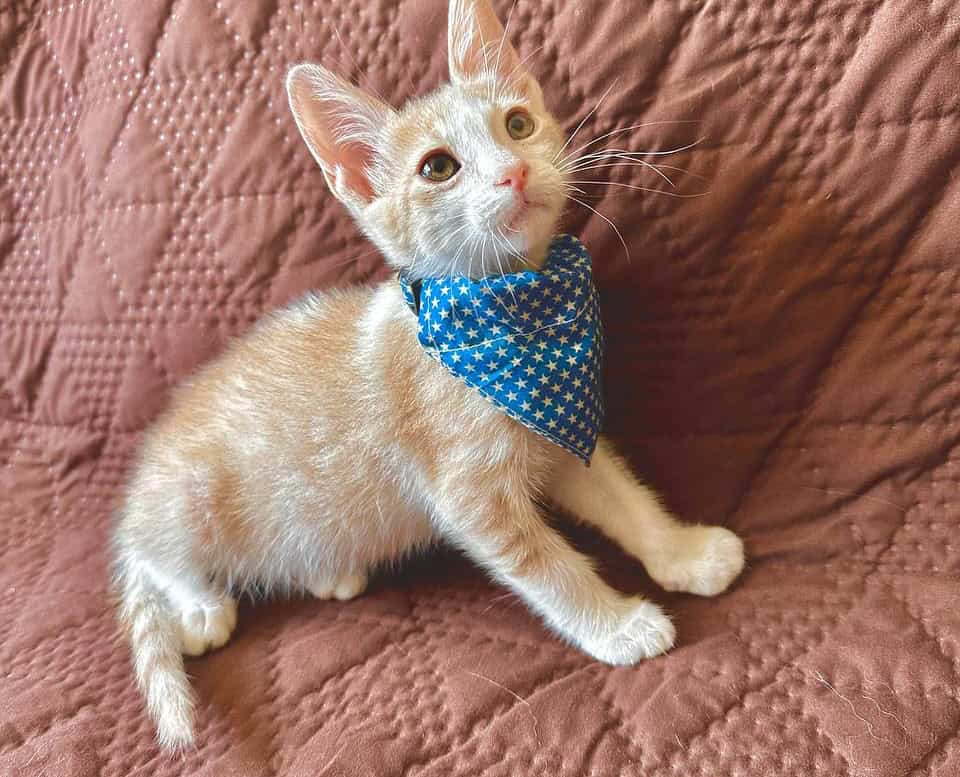 Soy un gato de color naranja con manchas blancas.