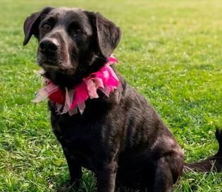 Soy una perrita casi 5 años de vida. Ya estoy vacunada, esterilizada y con chip.​​​​​​​

